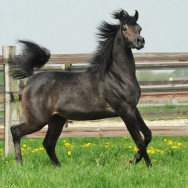 Belladiva Estopa SLM